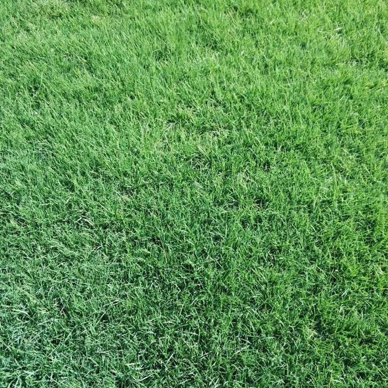 剪股穎 剪股穎