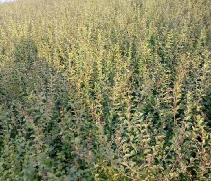 綠籬小葉女貞