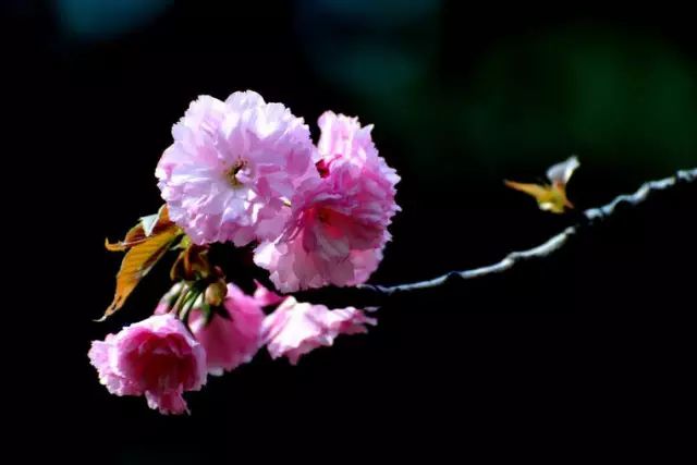 櫻花