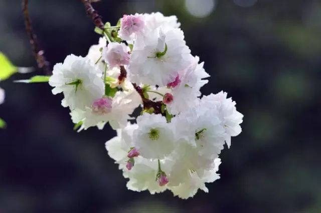 櫻花