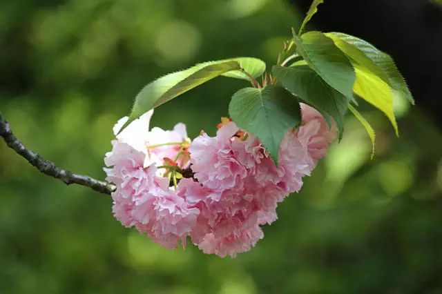 櫻花